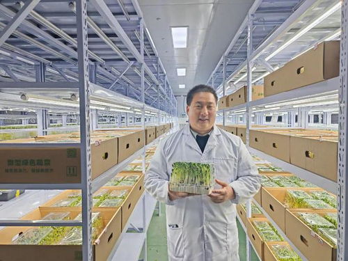 別說你還沒吃過芽苗菜，它可能是你旅途中最驚喜的一味